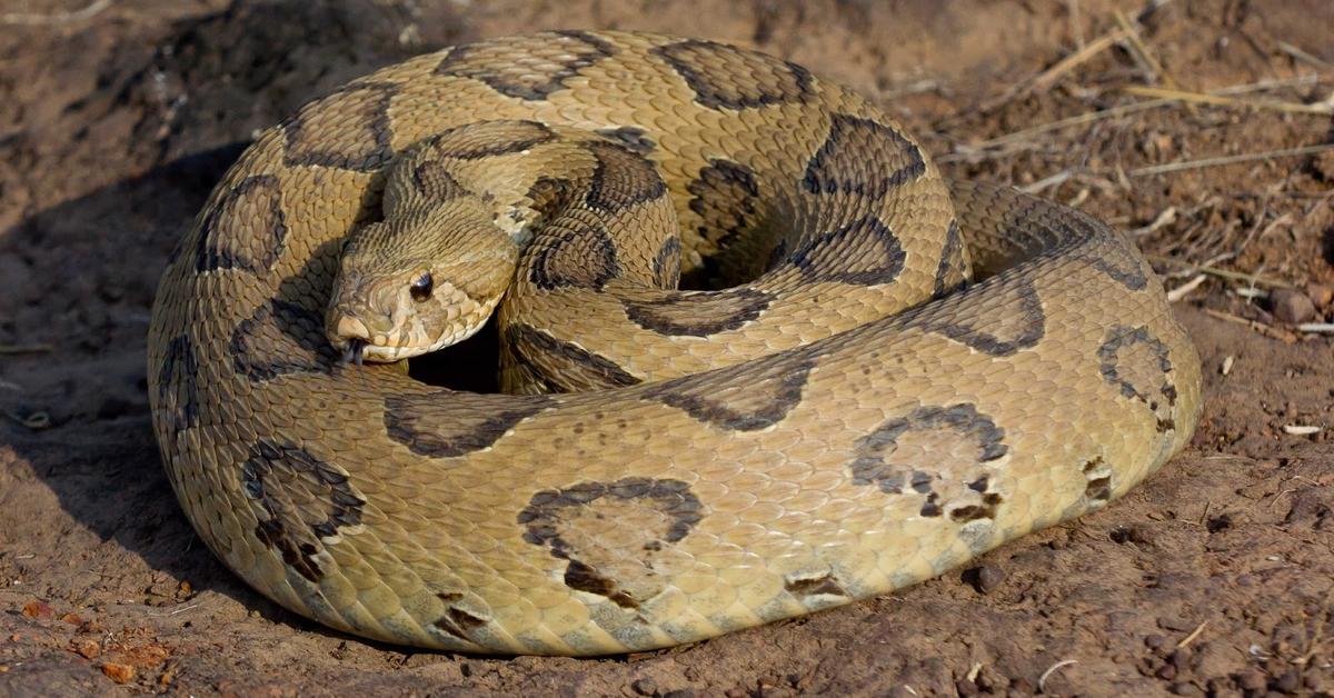 Captivating shot of the Russels Viper, or Ular Russels in Bahasa Indonesia.