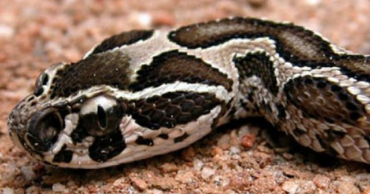 Close encounter with the Russels Viper, scientifically called Daboia russelii.