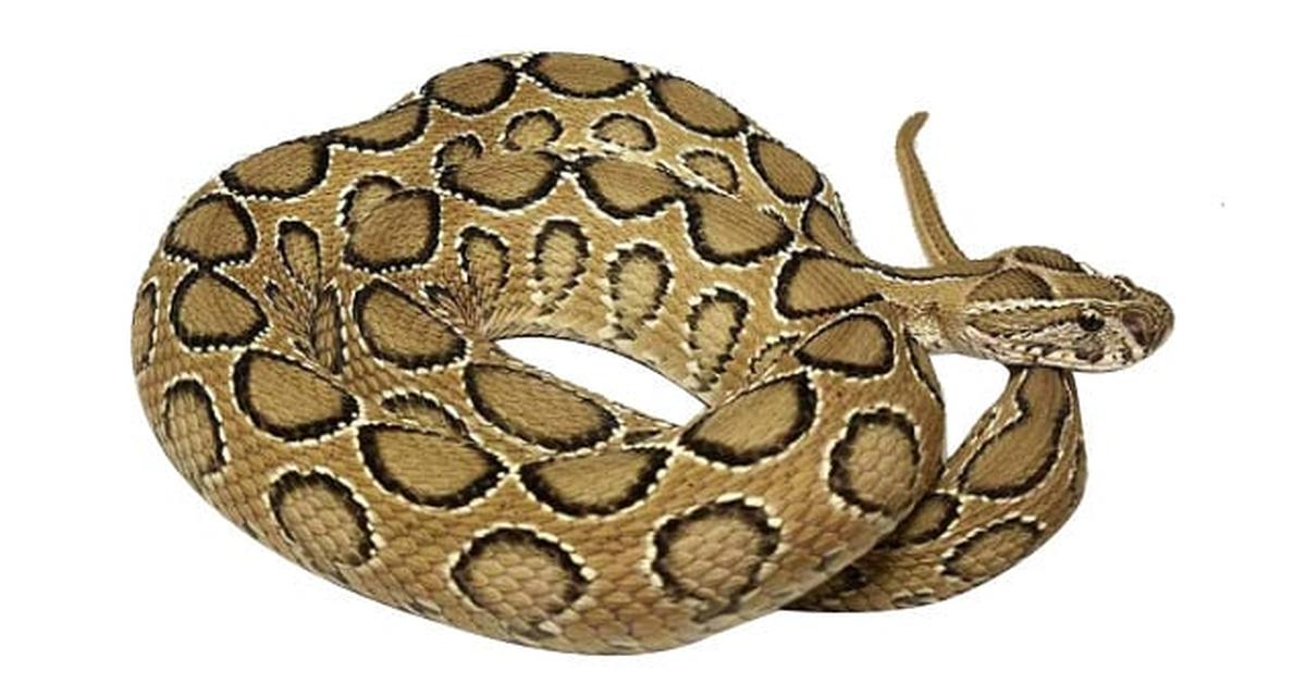 The Russels Viper, an example of Daboia russelii, in its natural environment.