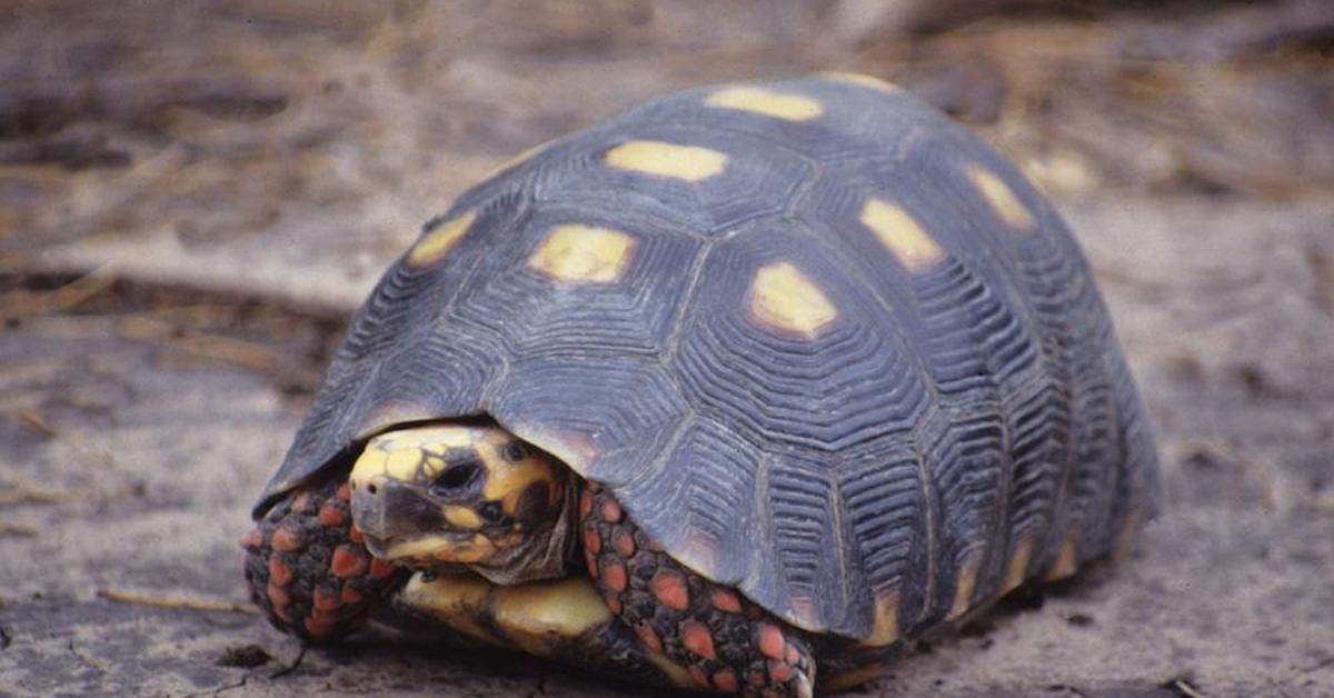 Picture of Red-Footed Tortoise, known in Indonesia as Kura-kura Kaki Merah.