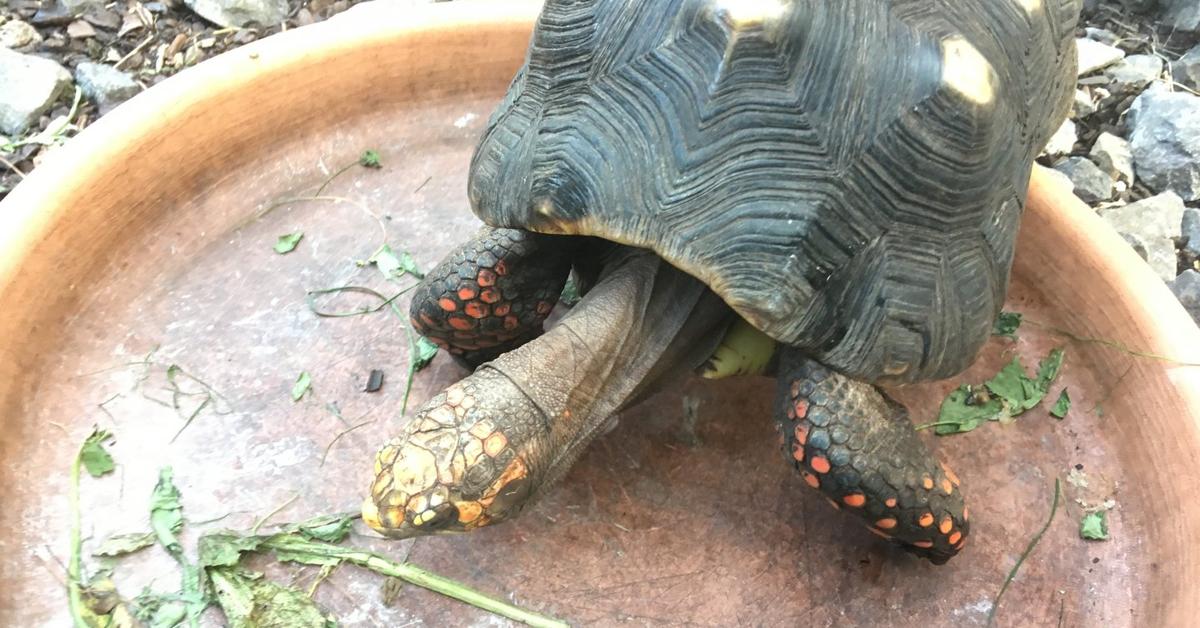 Dynamic image of the Red-Footed Tortoise, popularly known in Indonesia as Kura-kura Kaki Merah.