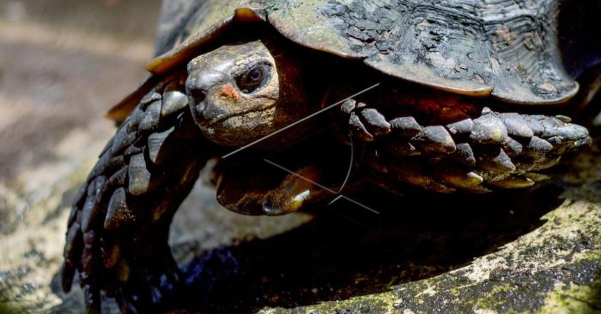 Stunning image of the Red-Footed Tortoise (Chelonoidis carbonarius), a wonder in the animal kingdom.