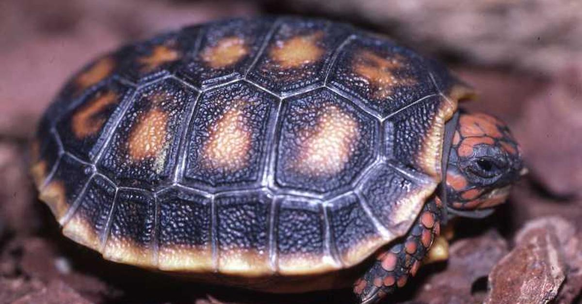 Captured elegance of the Red-Footed Tortoise, known in Indonesia as Kura-kura Kaki Merah.