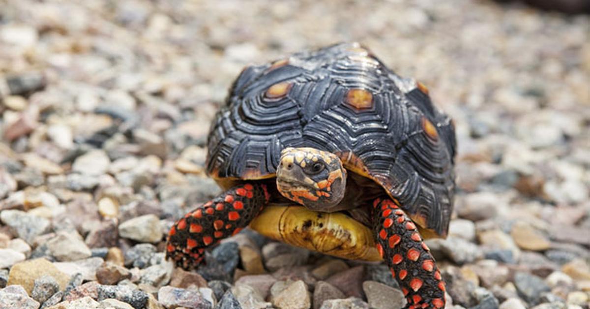 Image of the Red-Footed Tortoise (Chelonoidis carbonarius), popular in Indonesia as Kura-kura Kaki Merah.