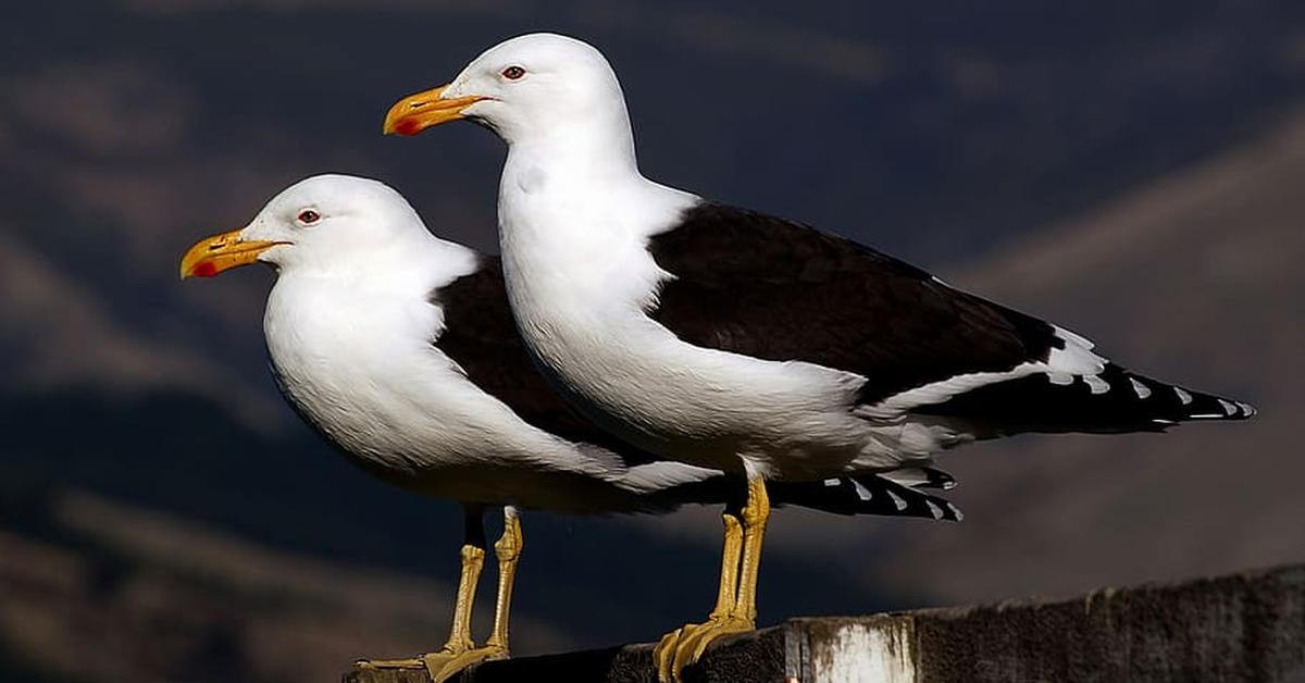 Portrait of a Ring-Billed Gull, a creature known scientifically as Larus delawarensis.