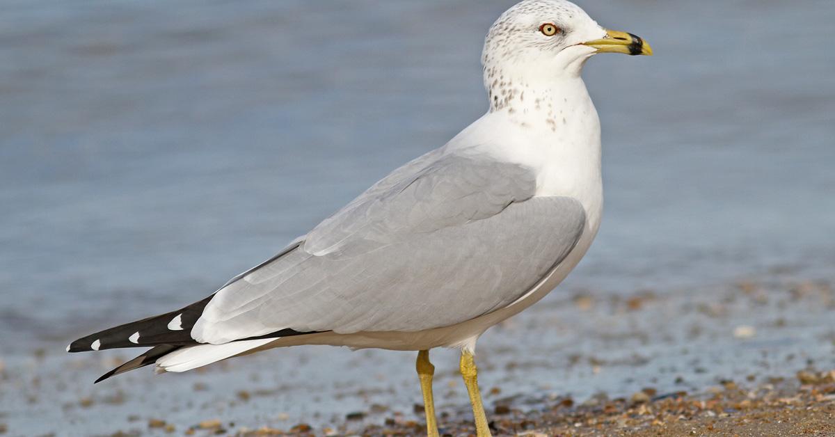 Striking appearance of the Ring-Billed Gull, known in scientific circles as Larus delawarensis.