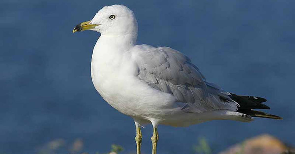 Stunning image of the Ring-Billed Gull (Larus delawarensis), a wonder in the animal kingdom.