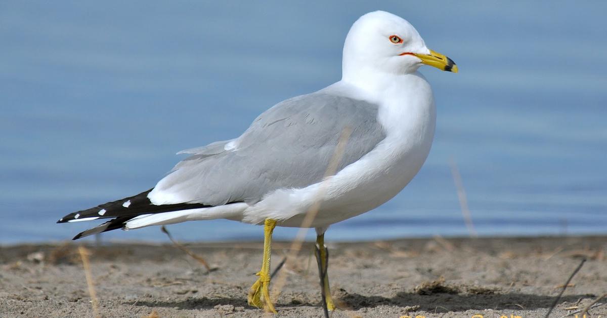 Elegant portrayal of the Ring-Billed Gull, also known as Larus delawarensis.