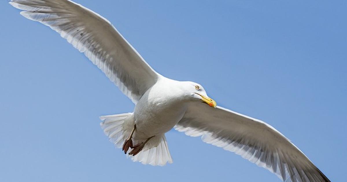 Elegant portrayal of the Ring-Billed Gull, also known as Larus delawarensis.