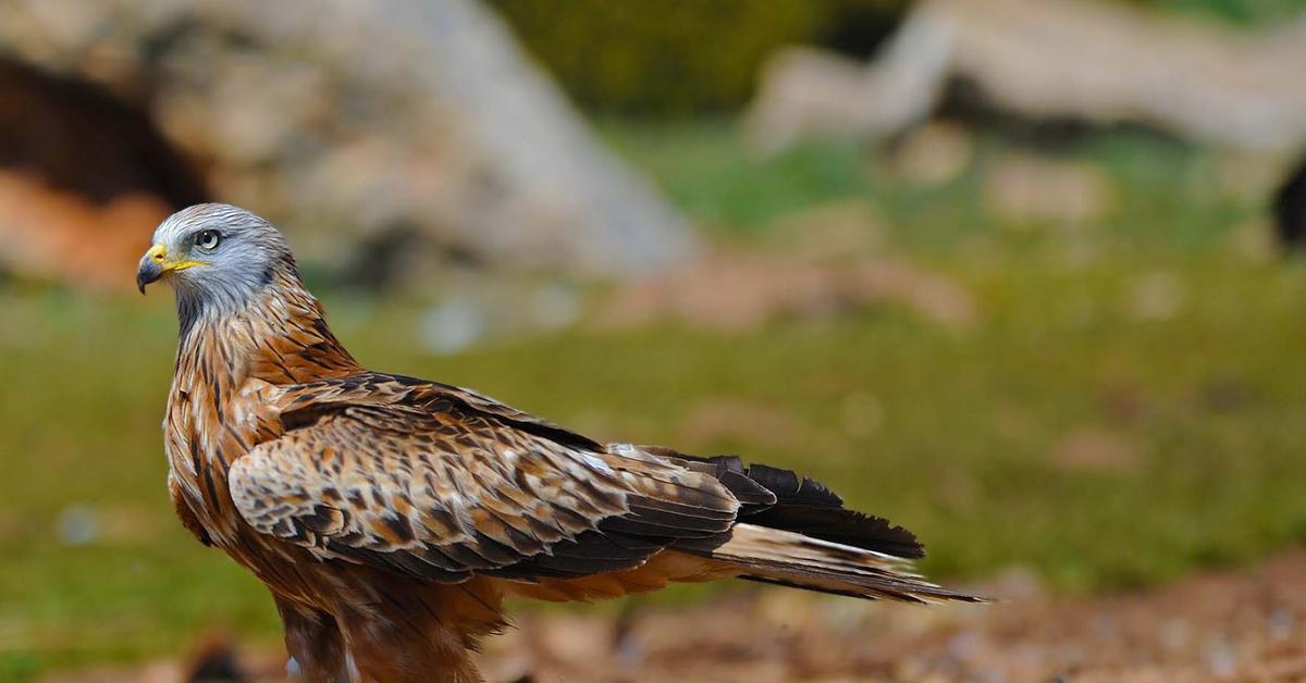 The Red Kite, a beautiful species also known as Elang Merah in Bahasa Indonesia.