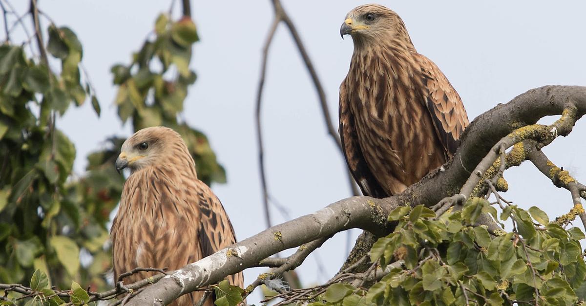 Natural elegance of the Red Kite, scientifically termed Milvus milvus.