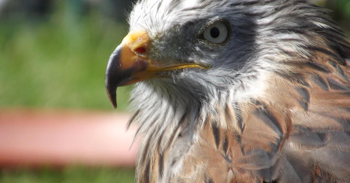 The fascinating Red Kite, scientifically known as Milvus milvus.