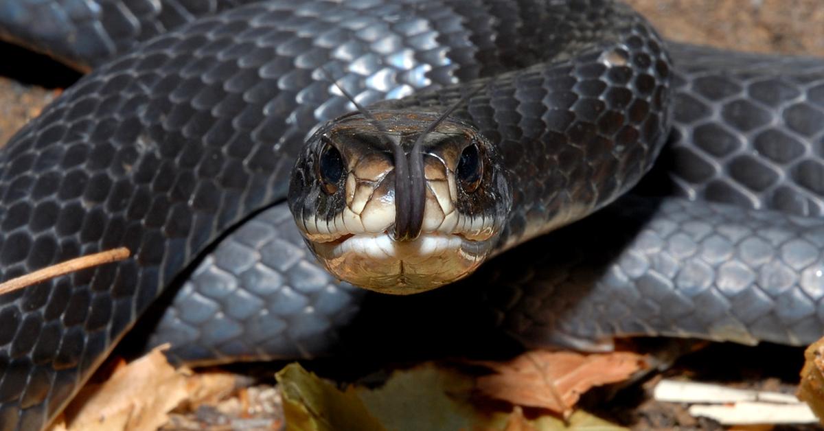 Image showcasing the Racer Snake, known in Indonesia as Ular Balap.