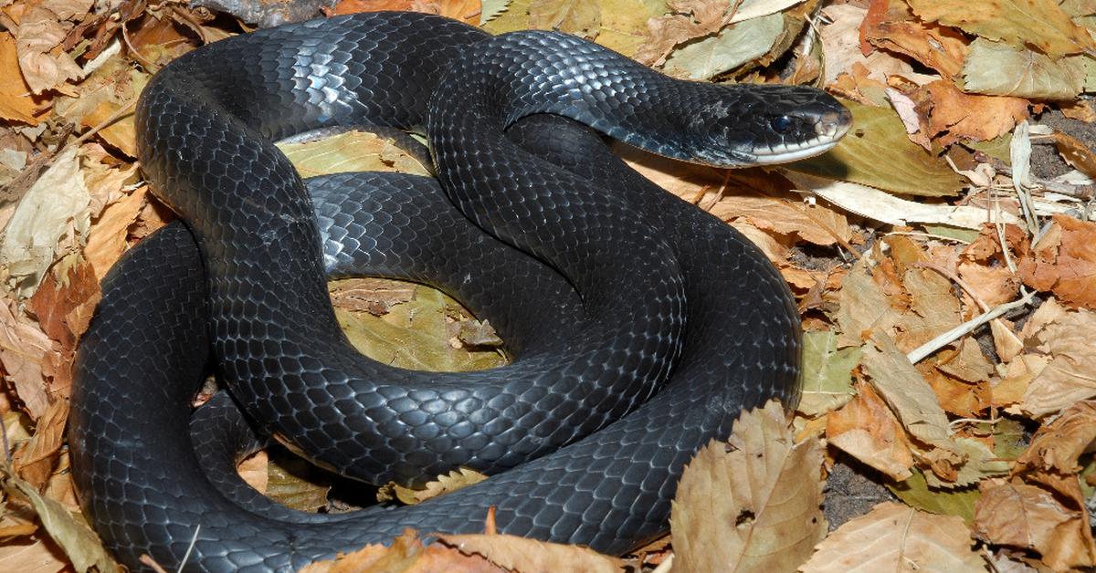 Charming view of the Racer Snake, in Indonesia referred to as Ular Balap.