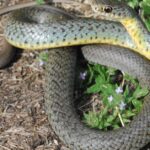 Distinctive Racer Snake, in Indonesia known as Ular Balap, captured in this image.