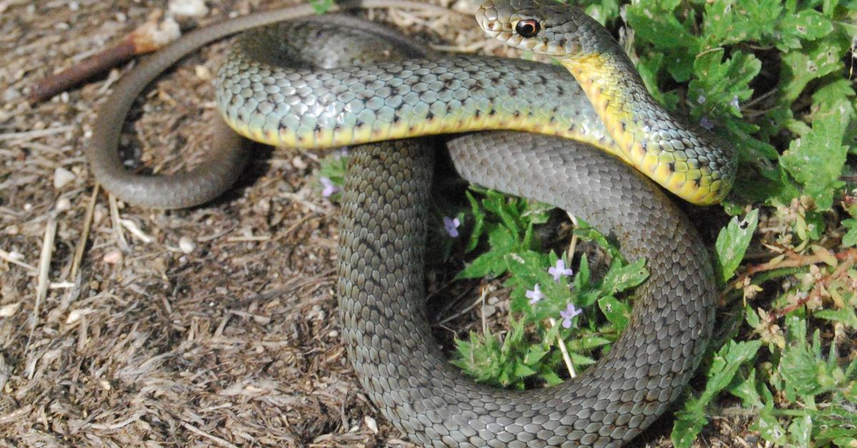 Distinctive Racer Snake, in Indonesia known as Ular Balap, captured in this image.