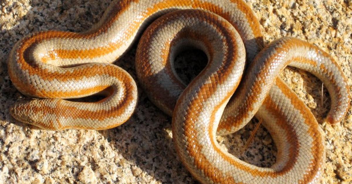 Distinctive Rosy Boa, in Indonesia known as Ular Boa Merah Muda, captured in this image.