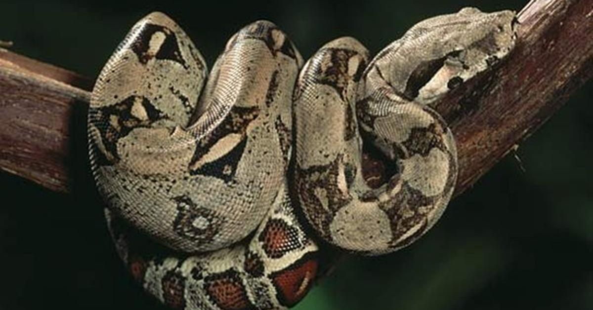 Picture of Rosy Boa, known in Indonesia as Ular Boa Merah Muda.