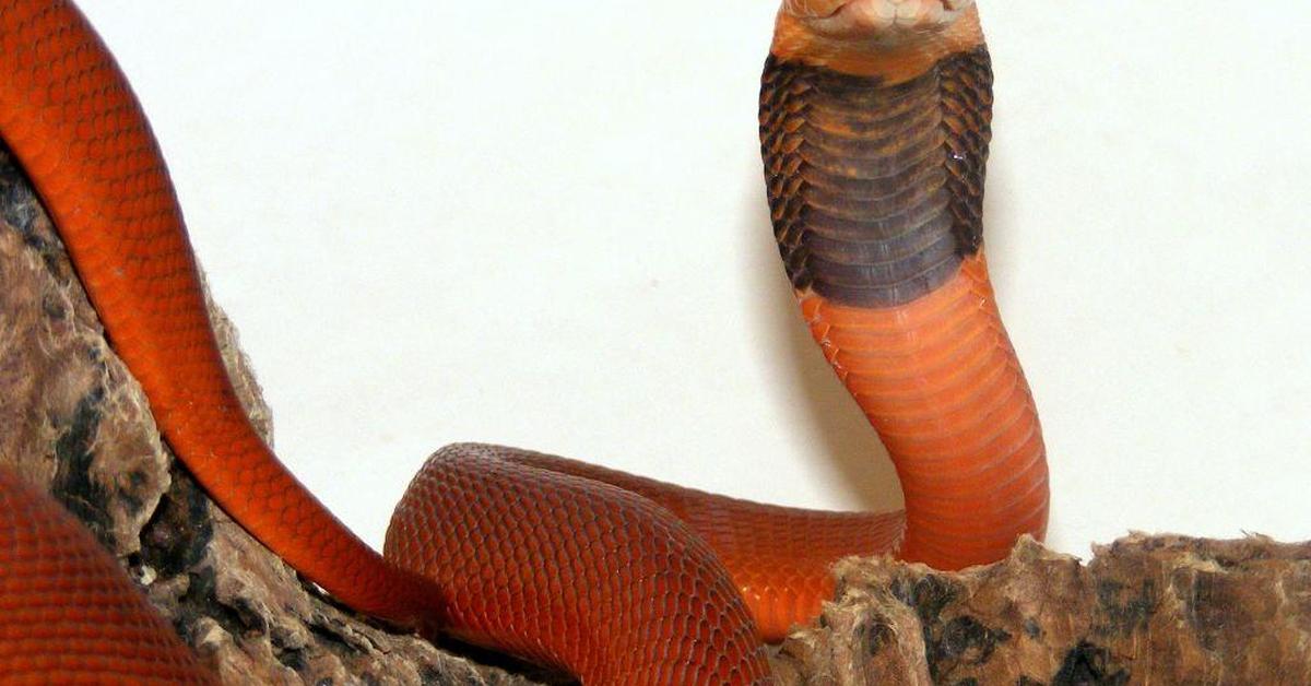 Elegant portrayal of the Red Spitting Cobra, also known as Naja pallida.