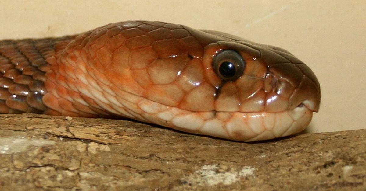 Detailed shot of the Red Spitting Cobra, or Naja pallida, in its natural setting.