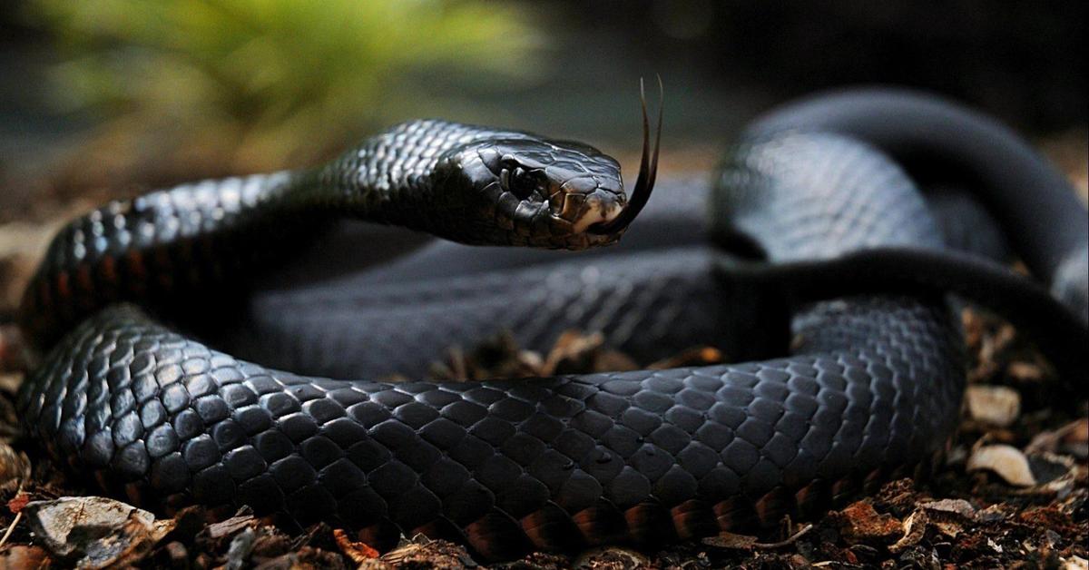 The Red Spitting Cobra, a species known as Naja pallida, in its natural splendor.