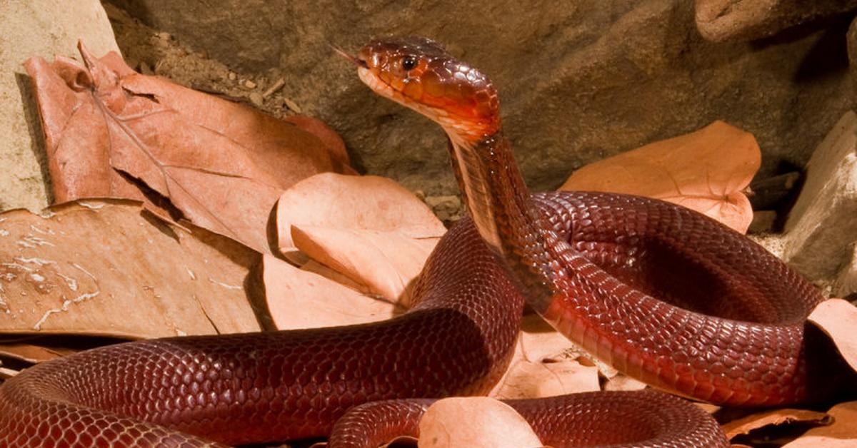 Captured moment of the Red Spitting Cobra, in Indonesia known as Cobra Merah Meludah.