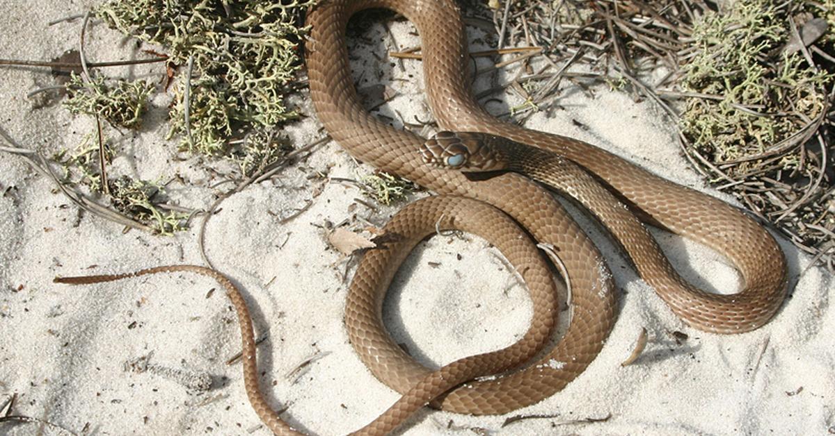 Close-up view of the Red Racer Snake, known as Ular Merah Racer in Indonesian.