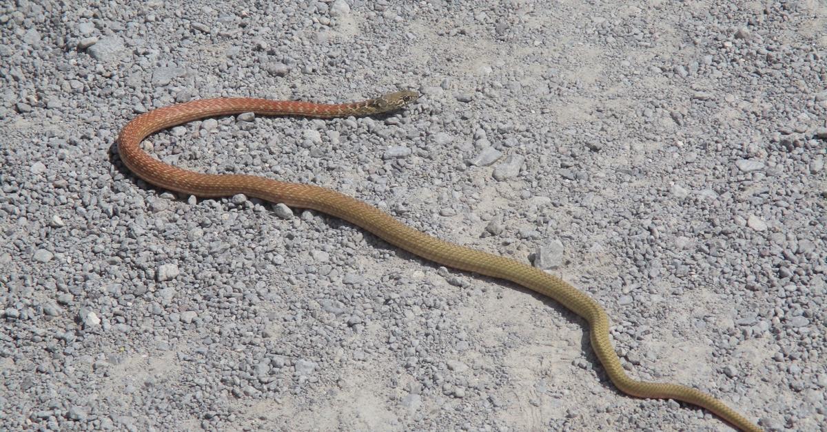 Iconic view of the Red Racer Snake, or Masticophis flagellum piceus, in its habitat.