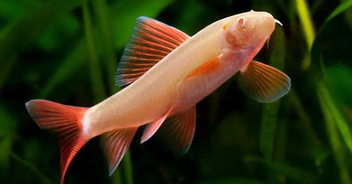 Natural elegance of the Rainbow Shark, scientifically termed Epalzeorhynchos frenatum.