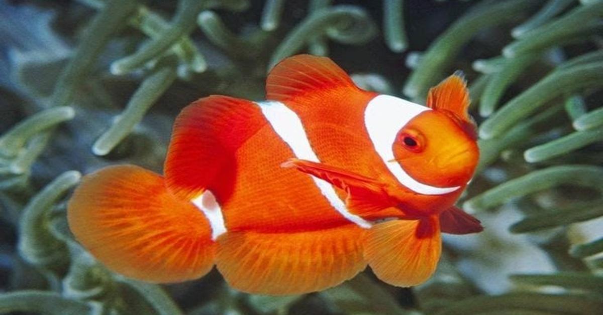 Captured elegance of the Rainbow Shark, known in Indonesia as Ikan Hiu Pelangi.