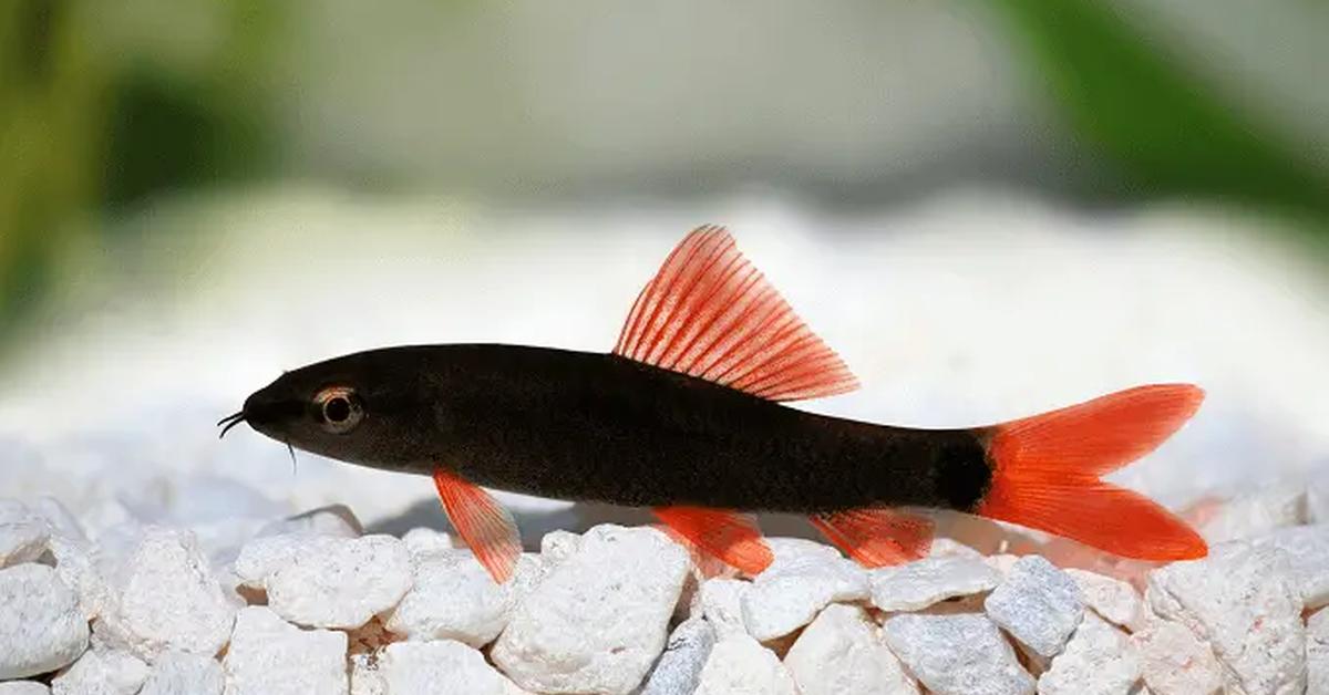 Detailed shot of the Rainbow Shark, or Epalzeorhynchos frenatum, in its natural setting.