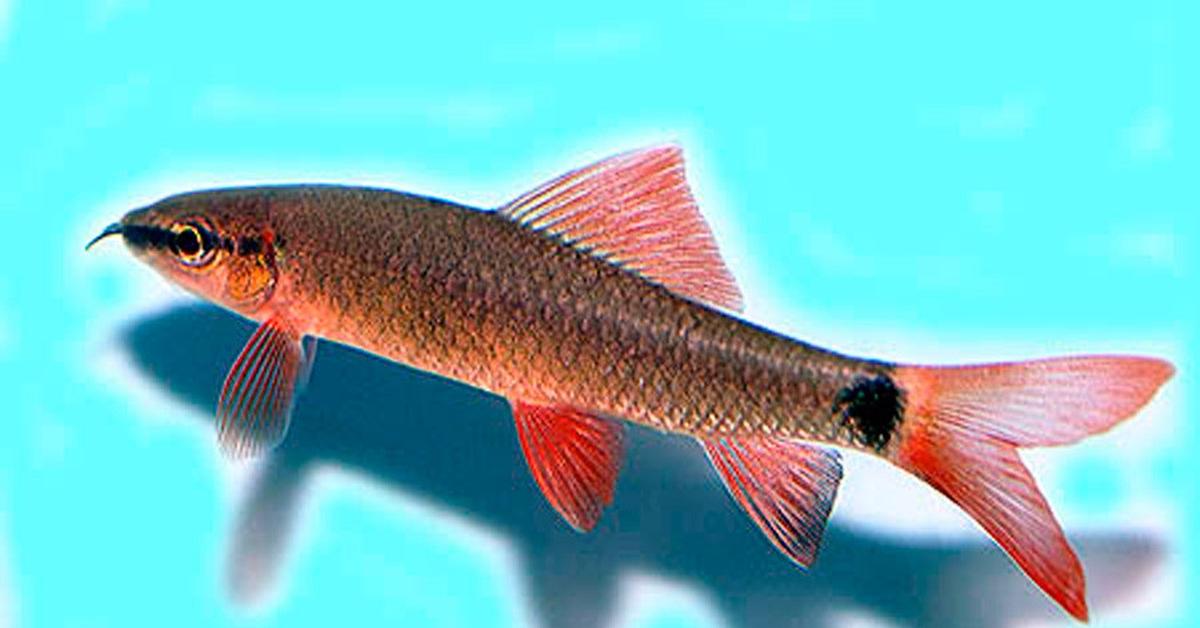 Enchanting Rainbow Shark, a species scientifically known as Epalzeorhynchos frenatum.