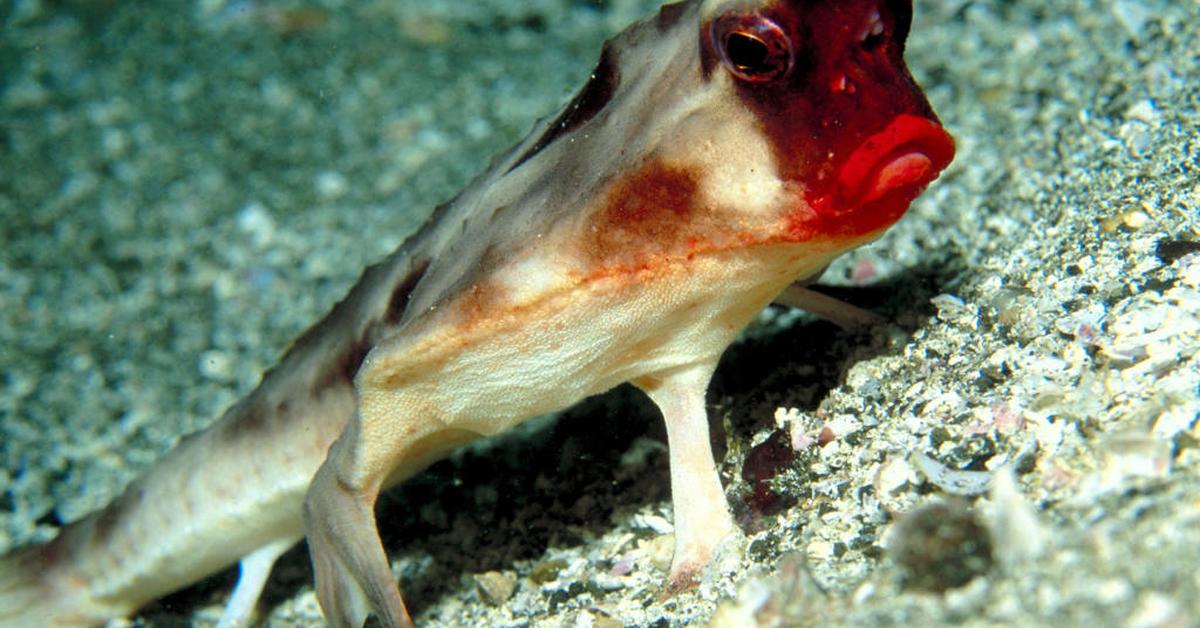 Natural elegance of the Red-Lipped Batfish, scientifically termed Ogcocephalus darwini.