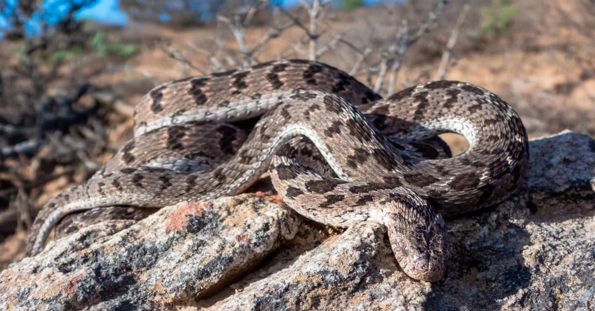 The remarkable Rhombic Egg-Eater Snake (Dasypeltis scabra), a sight to behold.