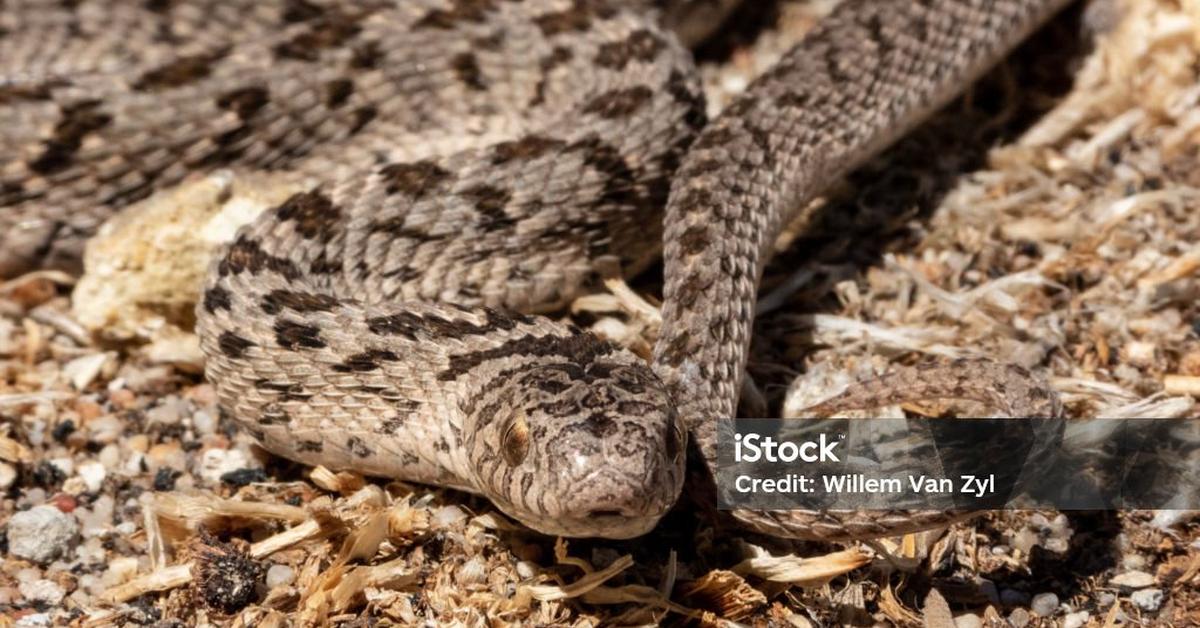 Insightful look at the Rhombic Egg-Eater Snake, known to Indonesians as Ular Pemakan Telur Rhombic.