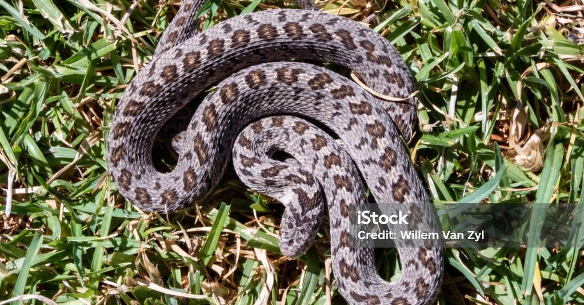 Close encounter with the Rhombic Egg-Eater Snake, scientifically called Dasypeltis scabra.