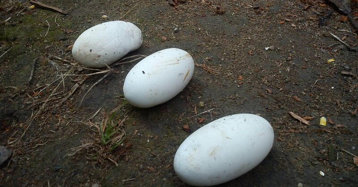 The alluring Rhombic Egg-Eater Snake, commonly referred to as Ular Pemakan Telur Rhombic in Bahasa Indonesia.