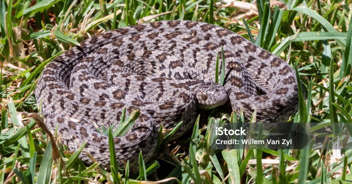 The alluring Rhombic Egg-Eater Snake, commonly referred to as Ular Pemakan Telur Rhombic in Bahasa Indonesia.