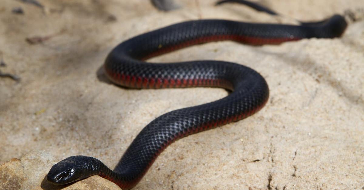 Visual of Red-Bellied Black Snake, or Ular Hitam Perut Merah in Indonesian, showcasing its beauty.