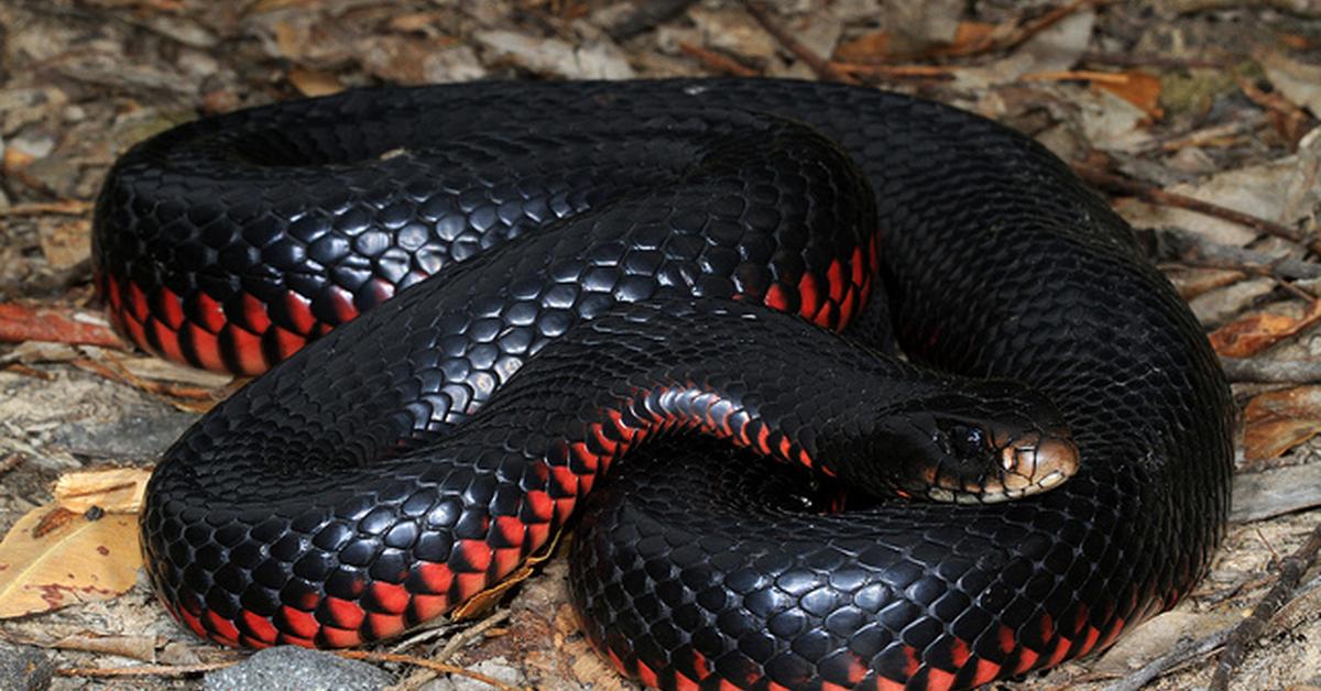 Elegant portrayal of the Red-Bellied Black Snake, also known as Pseudechis porphyriacus.