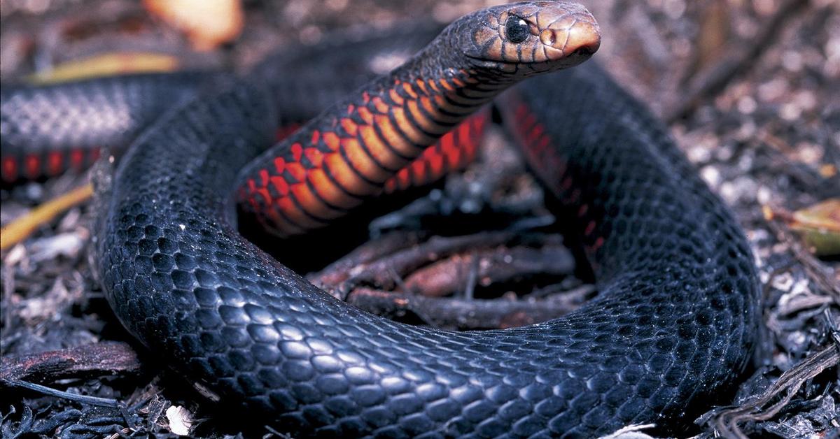 The fascinating Red-Bellied Black Snake, scientifically known as Pseudechis porphyriacus.