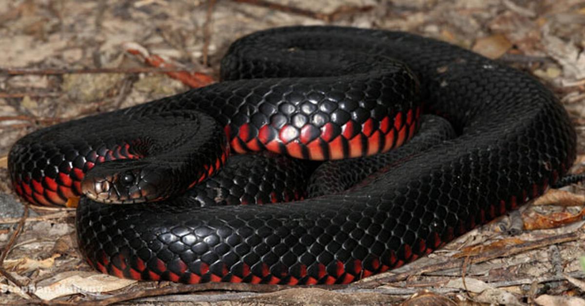 Visual representation of the Red-Bellied Black Snake, recognized in Indonesia as Ular Hitam Perut Merah.