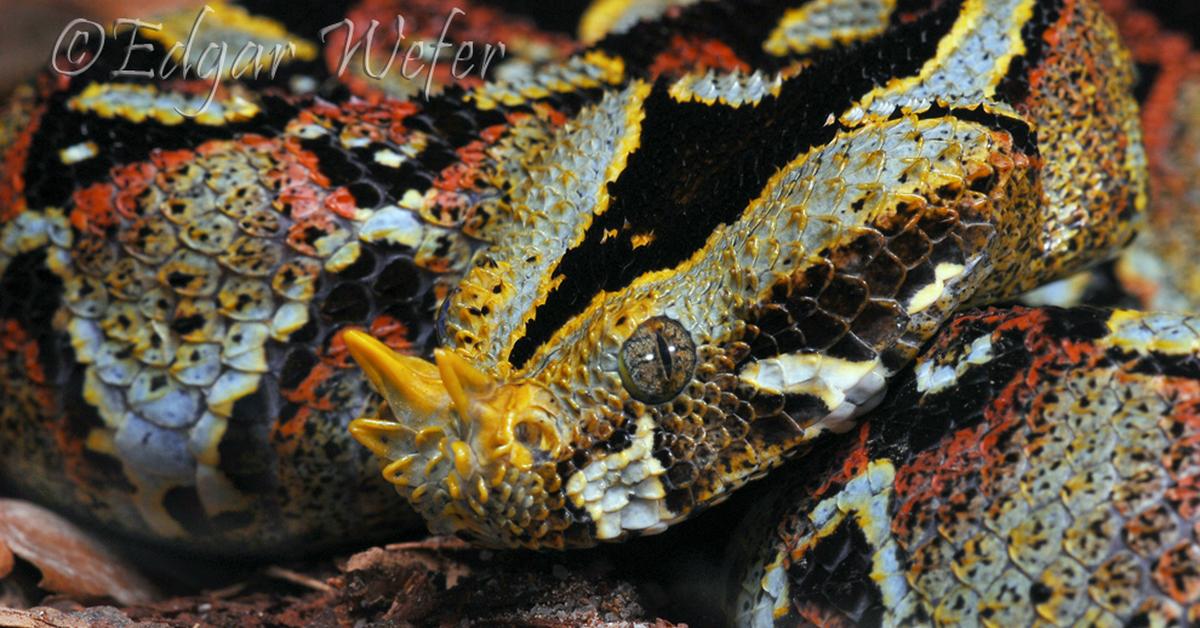 Photographic depiction of the unique Rhino Viper, locally called Ular Kobra Badak.