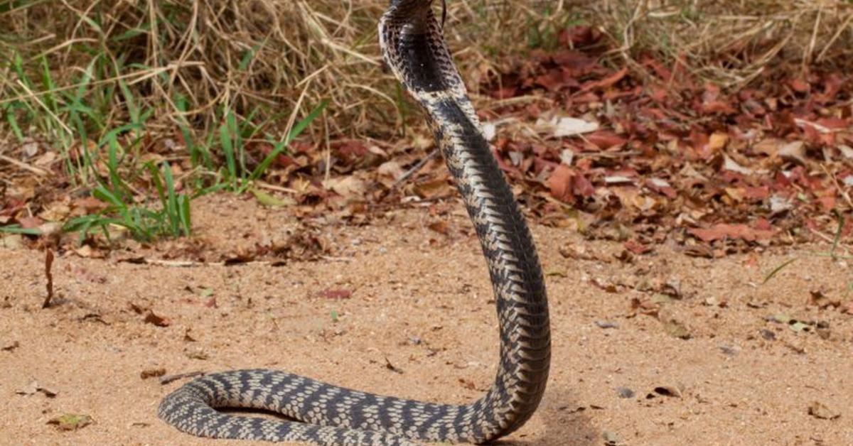 Photogenic Rinkhals Snake, scientifically referred to as Hemachatus haemachatus.