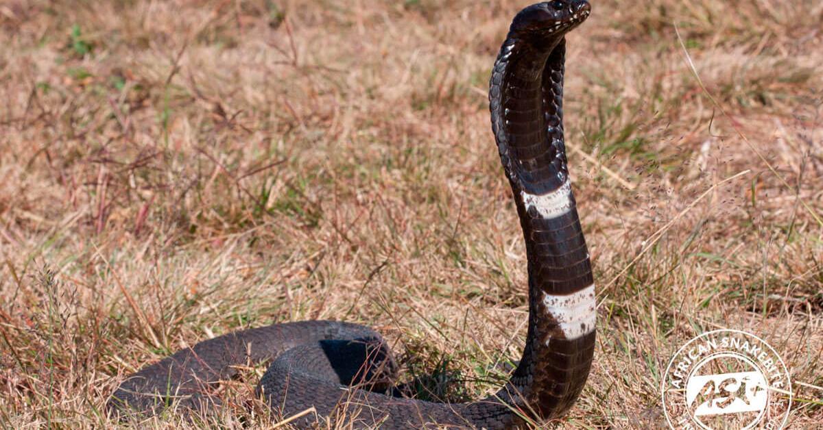 The elegant Rinkhals Snake (Hemachatus haemachatus), a marvel of nature.