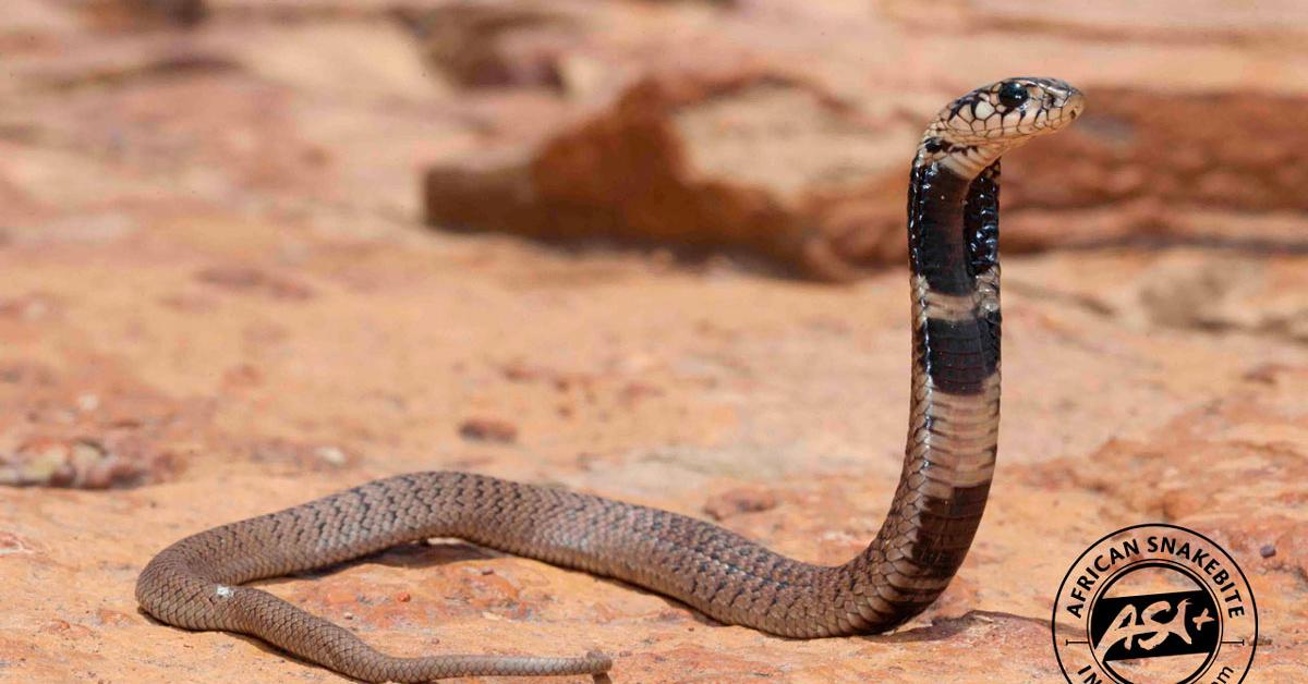 Captivating shot of the Rinkhals Snake, or Ular Rinkhals in Bahasa Indonesia.