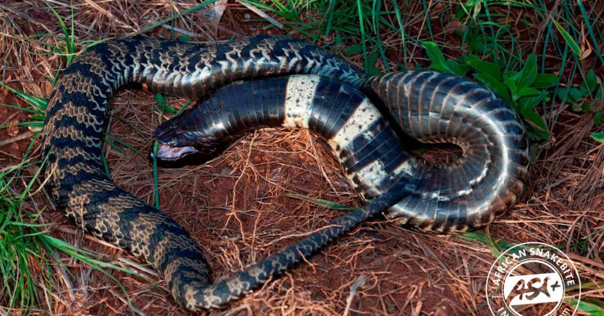 Stunning image of the Rinkhals Snake (Hemachatus haemachatus), a wonder in the animal kingdom.