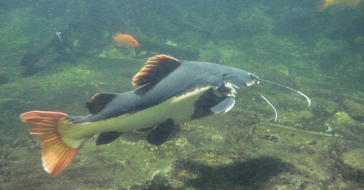 Iconic view of the Redtail Catfish, or Phractocephalus hemioliopterus, in its habitat.