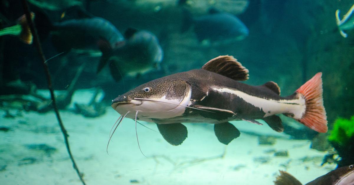 The remarkable Redtail Catfish (Phractocephalus hemioliopterus), a sight to behold.