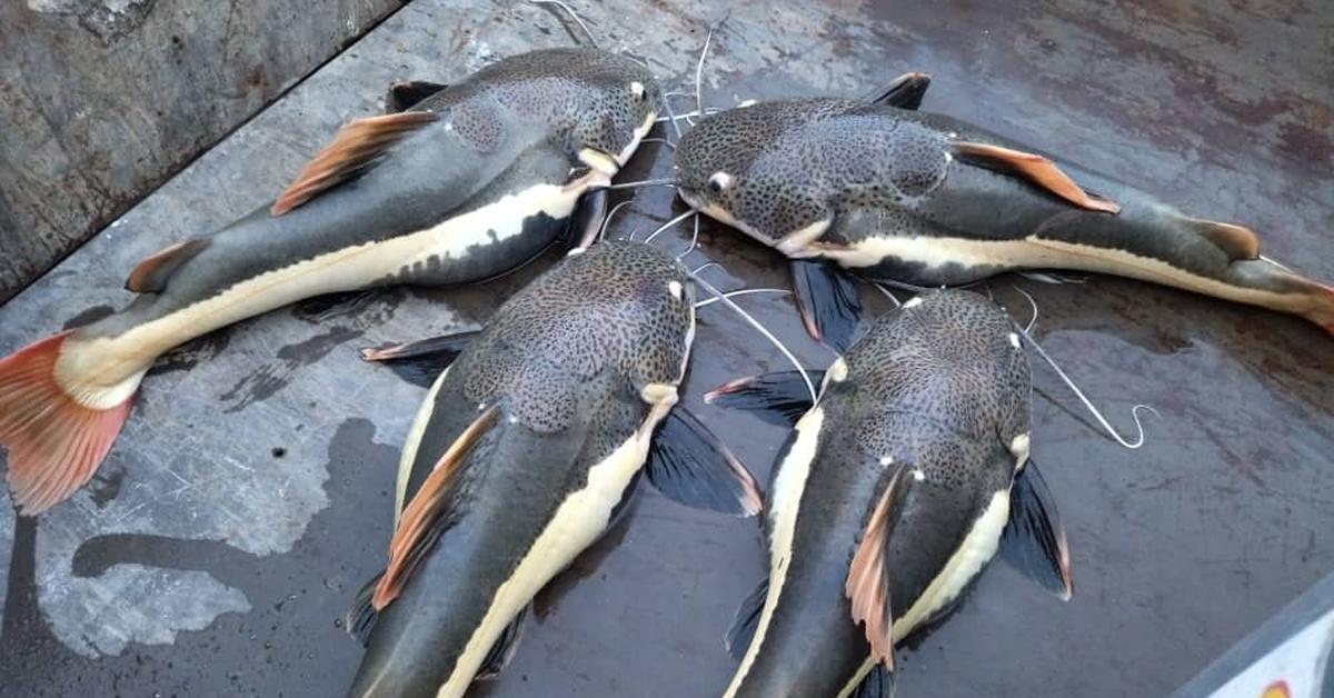 Stunning image of the Redtail Catfish (Phractocephalus hemioliopterus), a wonder in the animal kingdom.